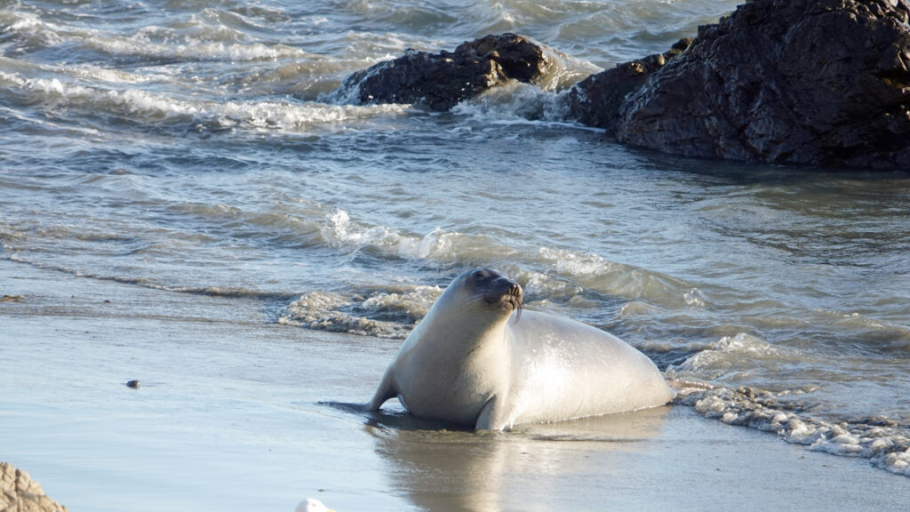 Elephant seal