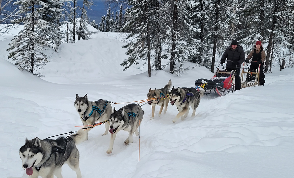 Dog Sledding