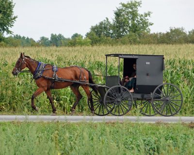 Amish horse